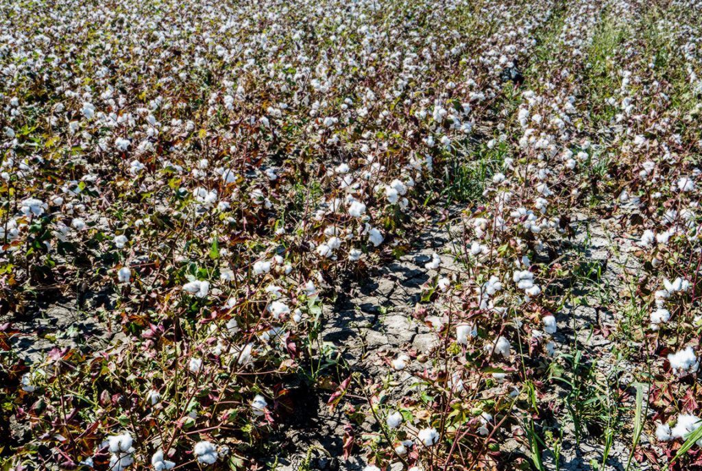 brand-Story GREEN COTTON
