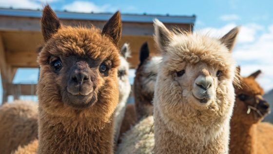 PETER HAHN alpacawol