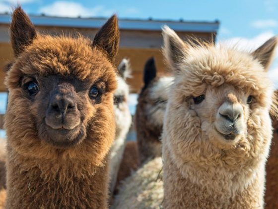 PETER HAHN alpacawol