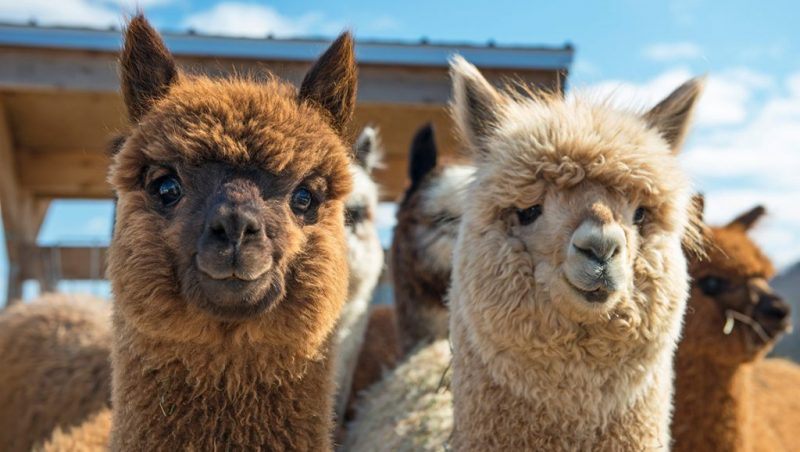 PETER HAHN alpacawol