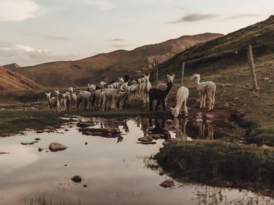 Alpaca Day
