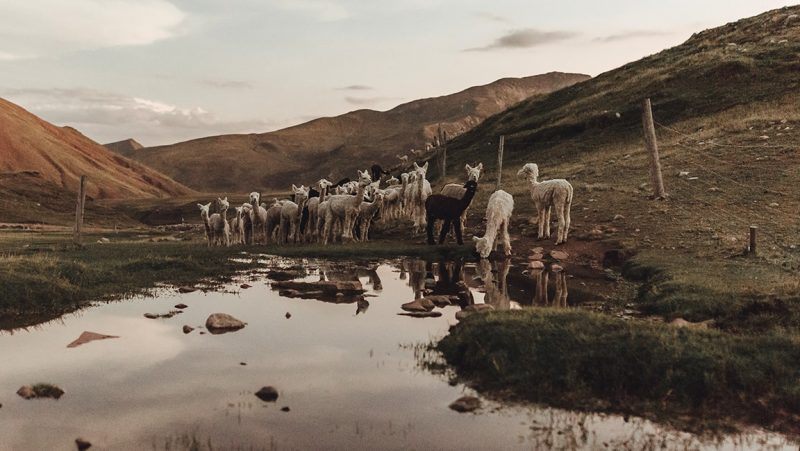 Alpaca Day