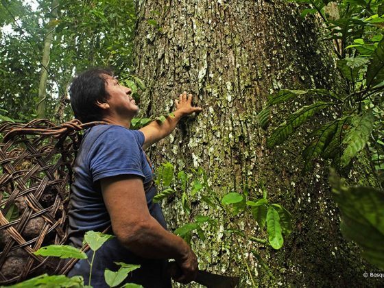 Bosbescherming in Peru: ons project voor behoud van het klimaat