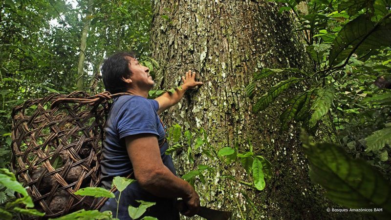 Bosbescherming in Peru: ons project voor behoud van het klimaat
