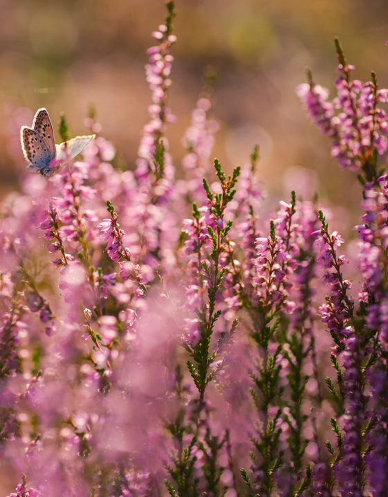 Trend PURPLE: Heide Mood