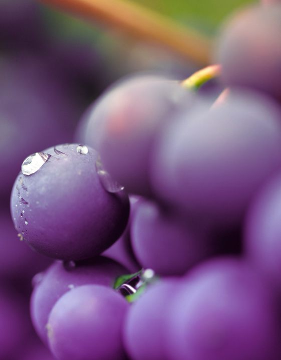 Trend PURPLE: Druif Mood