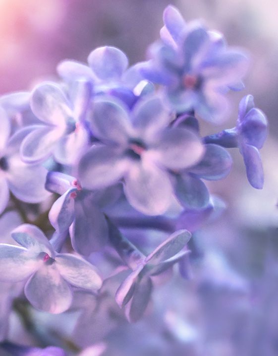 Trend PURPLE: Sering Mood