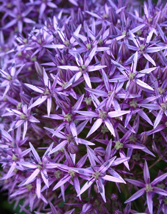 Trend PURPLE: Viooltjes Mood