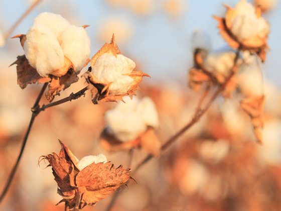 World Cotton Day - Alles over Supima katoen