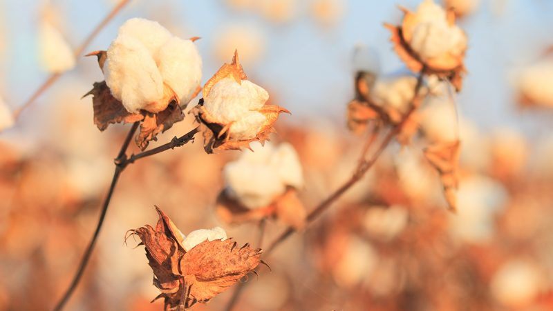 World Cotton Day - Alles over Supima katoen